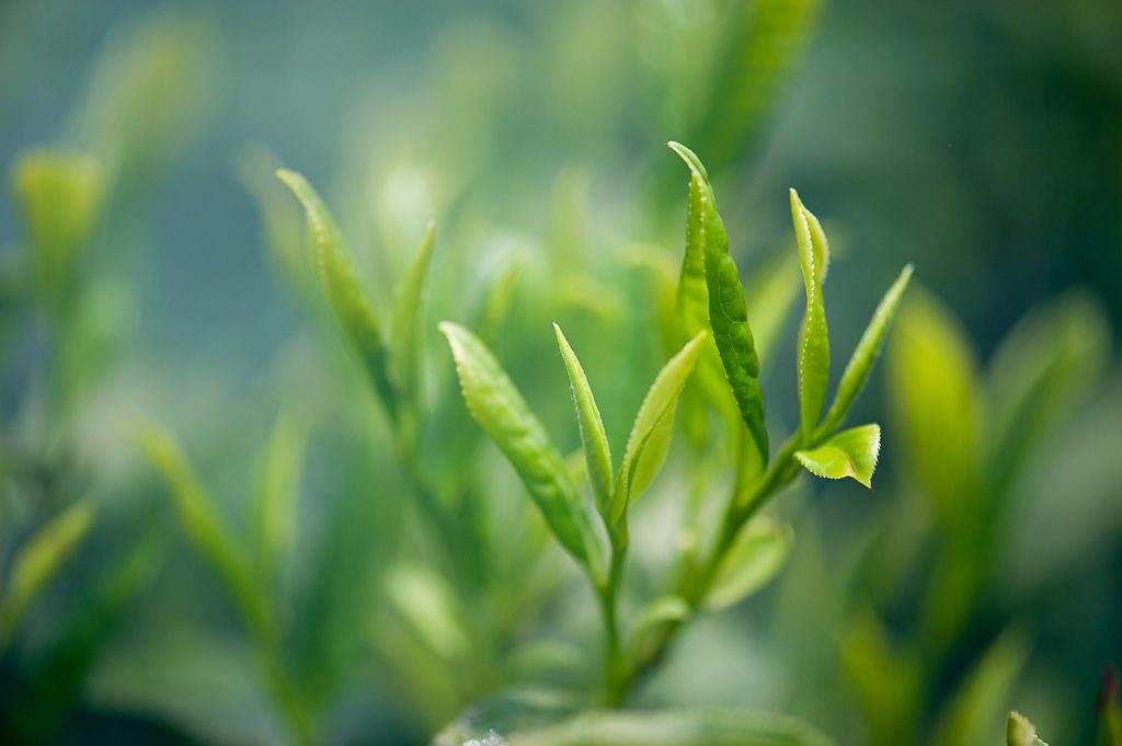 Zielona herbata jako składnik diety o prozdrowotnym działaniu